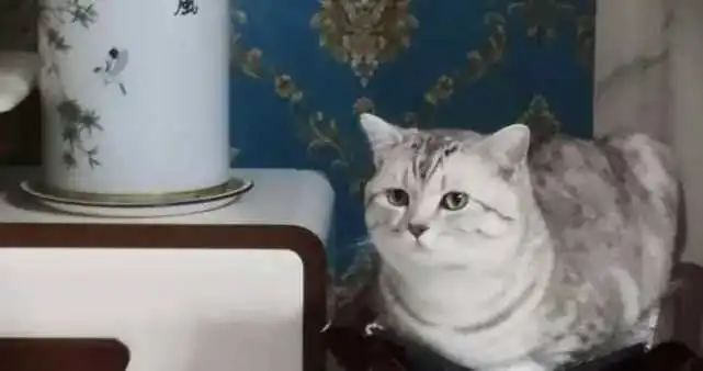 家有萌猫欢乐多