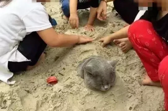 猫咪被熊孩子泼了一身水，网友们为她的做法吵翻了天！