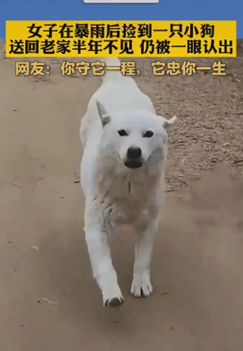 捡到1只小狗送回老家，时隔半年后认出了女子：果然没白养你呀