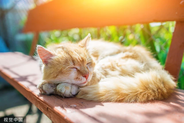 为了防止猫咪中暑，我们该做些什么呢？