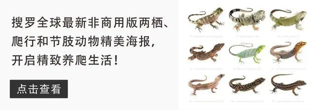 网友用铁皮围成的巨型造景“饲养缸”，居然让鬃狮蜥占C位！