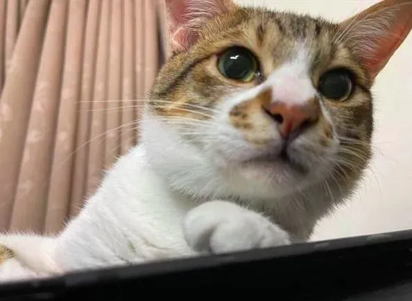 凌晨三点被猫咪叫醒！主人正要对猫发火，才发现自己被救了！