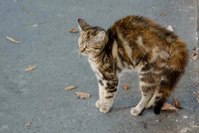 猫咪的尾巴代表着它们什么样的心情？看看你们猜全中了没？