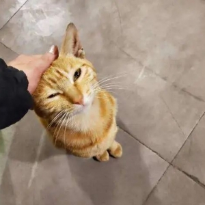 猫咪为什么喜欢拿头“拱人”？真相竟是……
