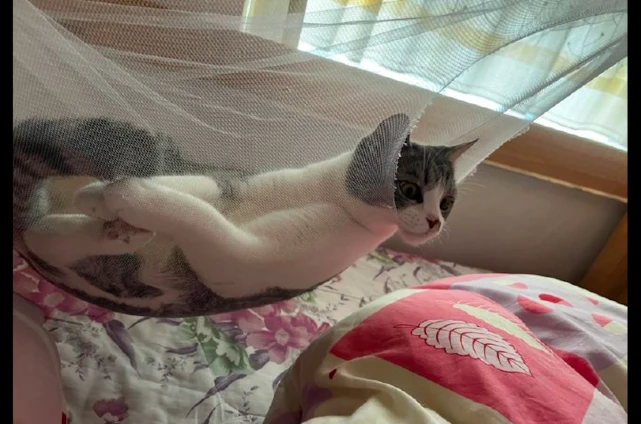 网友刚挂好蚊帐，没一会就被猫咪弄了个大洞，喜欢悬空的感觉吗？