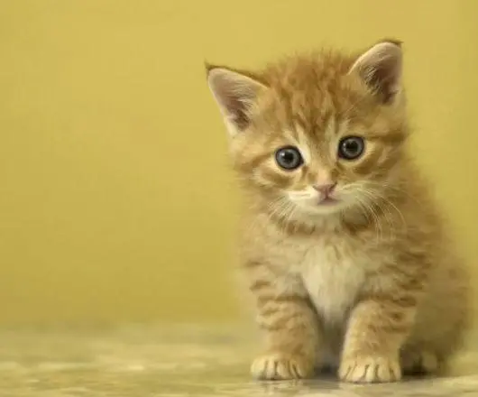 越来越不喜欢自己的猫怎么办？