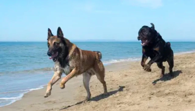 狗的命门在哪？被大型犬追咬时，怎样做才是正确的自救方法？