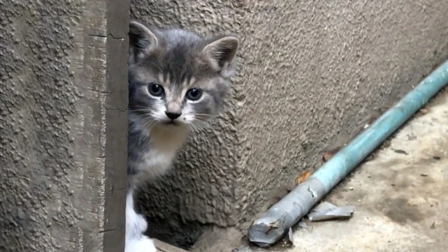 流浪猫因外貌被嫌弃，为了给小猫找好归宿，把它主动送给好心人