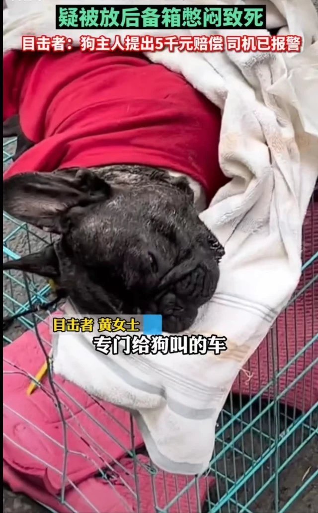 女子花300给狗打专车，司机粗心将狗憋死，听到赔偿金后选择报警