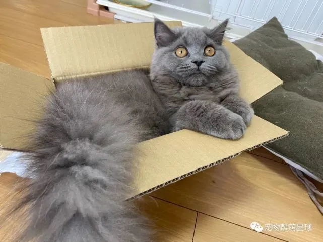 猫咪偷吃被当场逮捕，态度嚣张：就是我吃的怎么了？