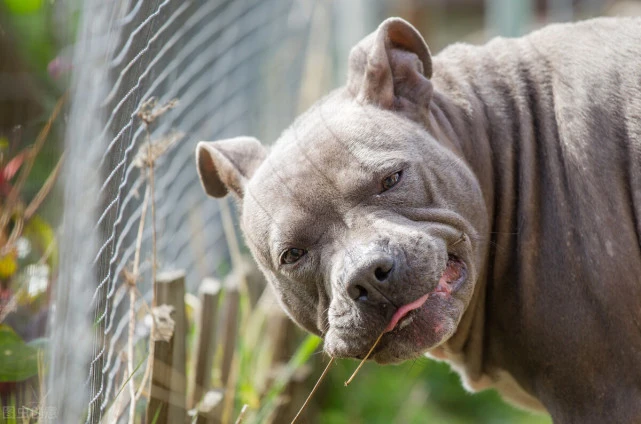 动物园的老虎，和10只经过训练的比特犬关一起，虎能坚持多久？