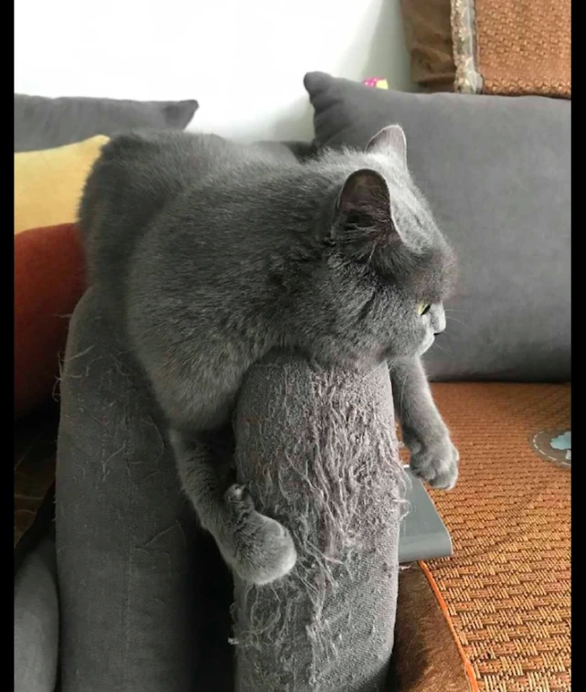 猫咪经常趴在沙发上磨爪，沙发已成为艺术品了，猫：纯手工打造！