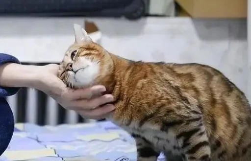 猫咪为什么喜欢拿头“拱人”？
