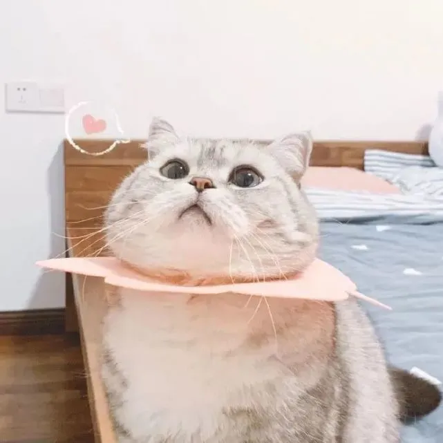 猫咪头像｜可爱沙雕小猫咪头像