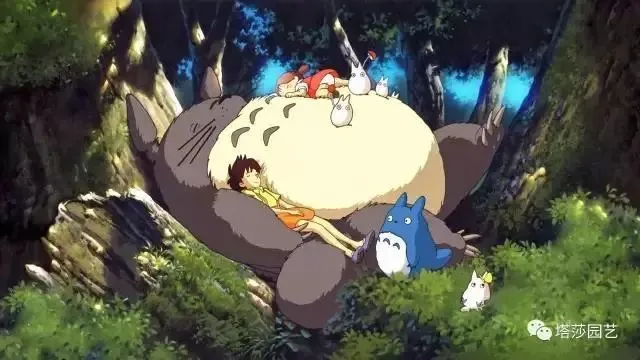 《龙猫》中的植物世界