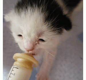 猫趣｜天生的三脚猫，被遗弃后，带着野蛮妹妹奔向幸福的新生活
