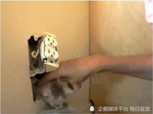 家里怪声不断，主人决定拆墙查看，眼前一幕让人难以置信