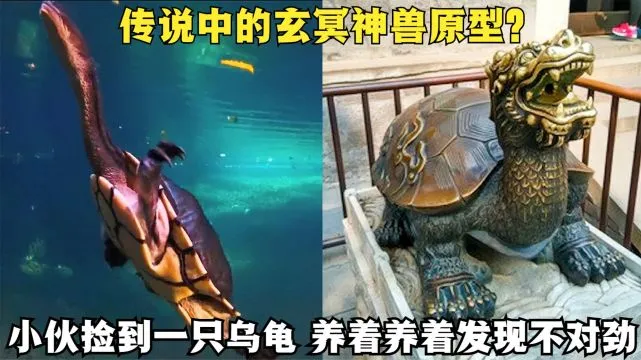 男子野外捡回一只乌龟，养着养着感觉不对劲，网友：玄冥神兽？