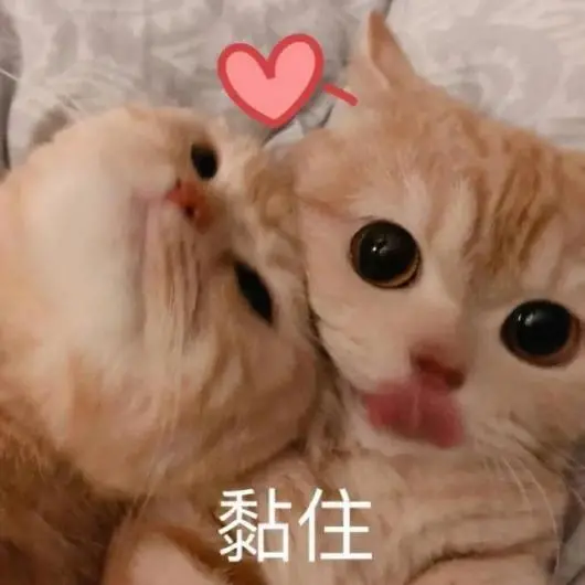 送别猫咪的方式（猫咪临走时的征兆）