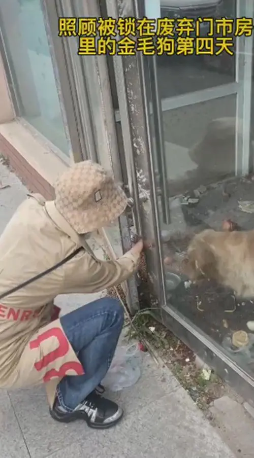 金毛被锁在废弃的门市房里，饿了快1个月：可以喂我一些吃的吗？