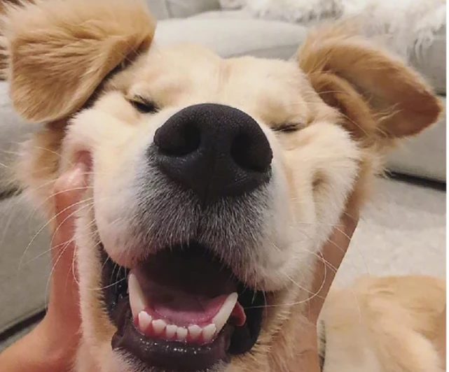 狗子性格好不好，看它这几个行为表现就可以，你家狗子性格如何呢