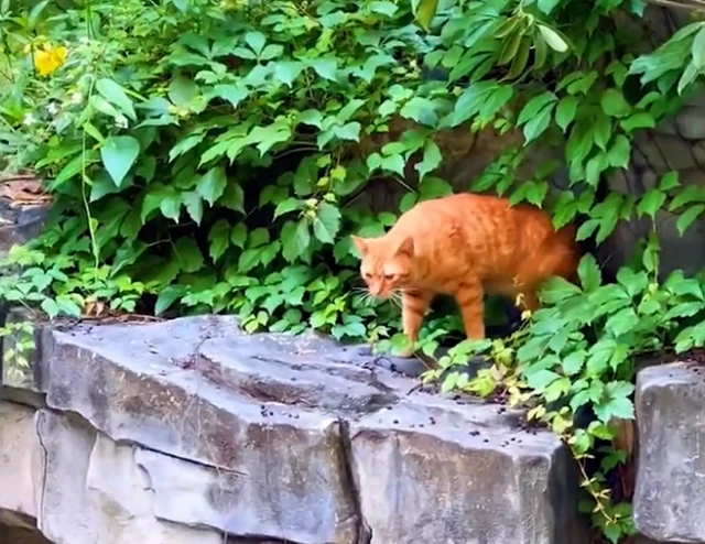 广西一小猫落水猫妈急坏了，水中锦鲤一动作让人泪目：万物皆有灵