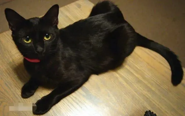 黑猫为什么少人养？除了不吉利，还有这5大原因