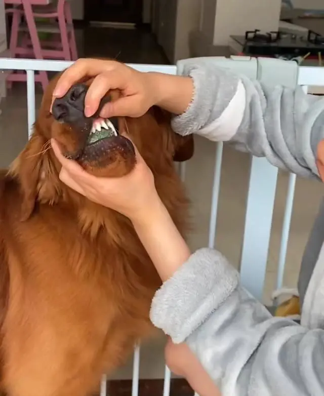 河南郑州：女子宠物龟失踪，爱犬假意陪同寻找，却将乌龟含在嘴里