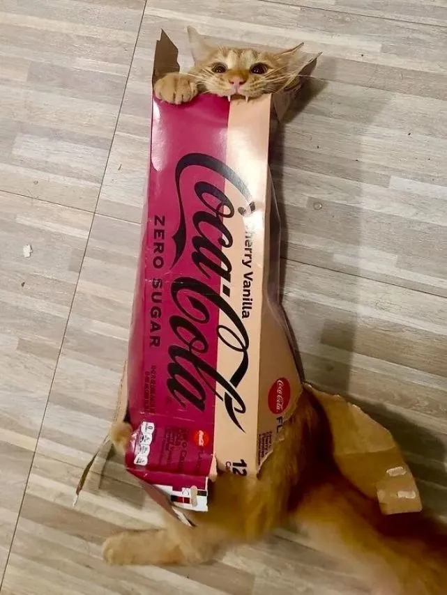 20个猫咪日常迷惑行为，看看你家的猫咪占了几个！