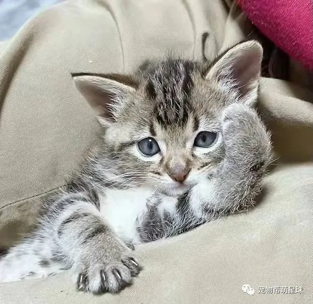 猫咪被玩具吓到，结果……这反射弧怕不是2G网