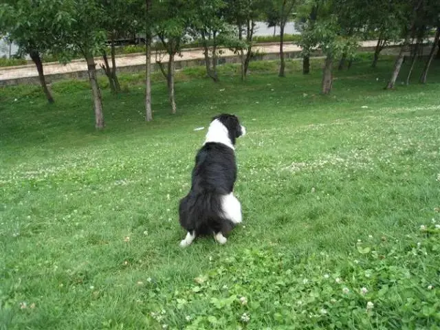 边牧专栏丨边境牧羊犬不高兴了怎么办？