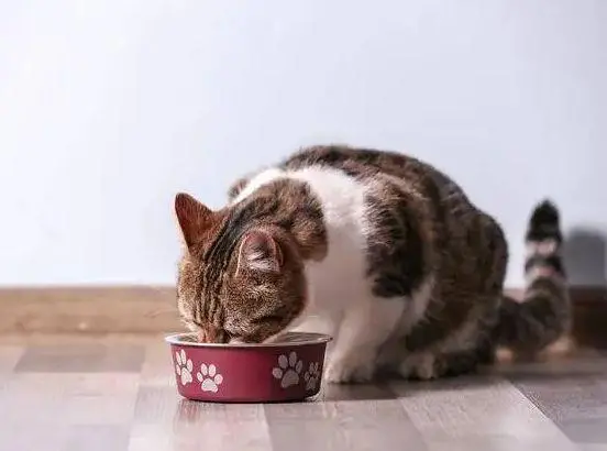 生活中，有哪些喂食误区是铲屎官经常犯的？