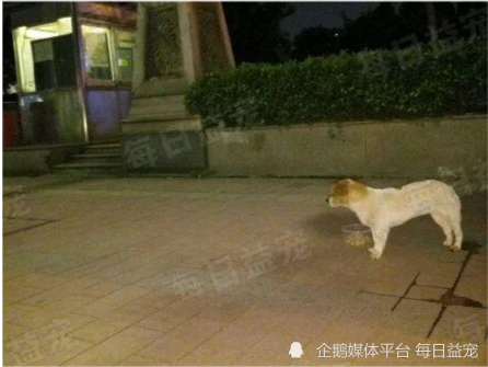 流浪狗拦着路人不让走，只为乞讨点食物，得知原因后心疼哭了