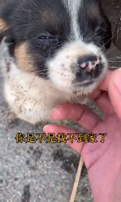 流浪狗在垃圾堆里找食物，好心人将汪带回去收养：来，跟我回家吧