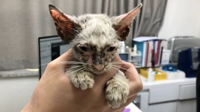 车底下瑟瑟发抖的小猫，拼尽全力和人类求助，带回家后判若两猫