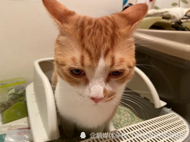 如果我说我羡慕一只猫，你信吗？