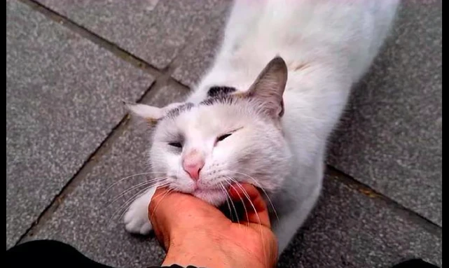 流浪猫趴在破椅子上，只为等待某人喂食，再主动点它就是你的猫了