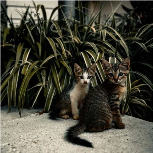 世界上最懂事的猫，你知道是哪种猫吗？