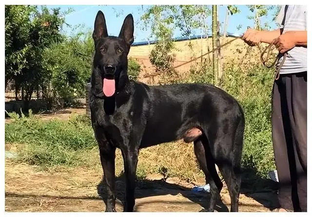 为什么越来越多的人养“黑狼犬”？网友：养了就不想换狗了