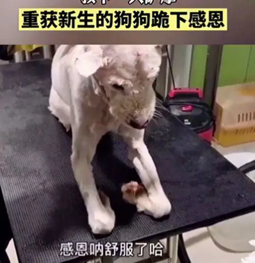 狗肉车上救下1只萨摩耶，随后朝着好心人“下跪”：谢谢你救下我