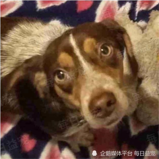 狗狗害怕狩猎而被惩罚，被主人拴在山里数日，结局让人心碎