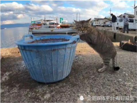 猫咪离家出走，回来时脖子挂了个牌子，看清内容后气得想打人