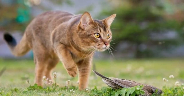夜里叫的猫是公猫还是母猫？为什么叫？怎么防止这种情况发生