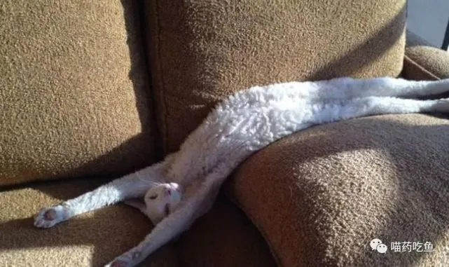 网友说家里的猫睡姿很奇怪，发出照片后果然……