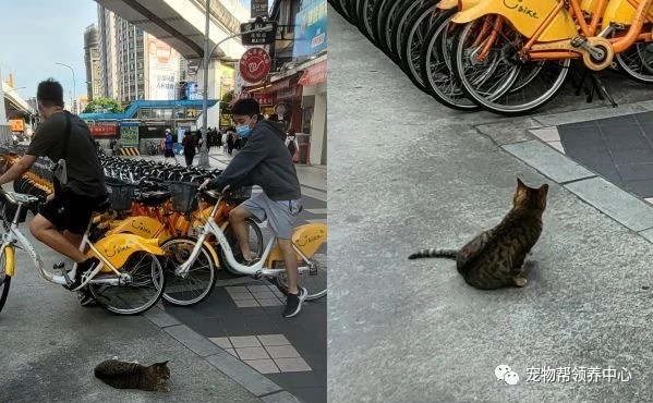 众人自觉保持距离排队，以为等核酸，没想到竟是在等撸流浪猫～