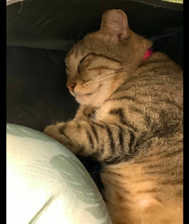 猫咪的脸被蜜蜂叮了，下巴肿得像头狮子一样，原谅我不厚道地笑了
