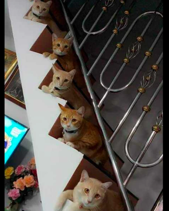 网友家里养了好多只猫咪，每次吃饭都是排排队，这是家里有矿吧！