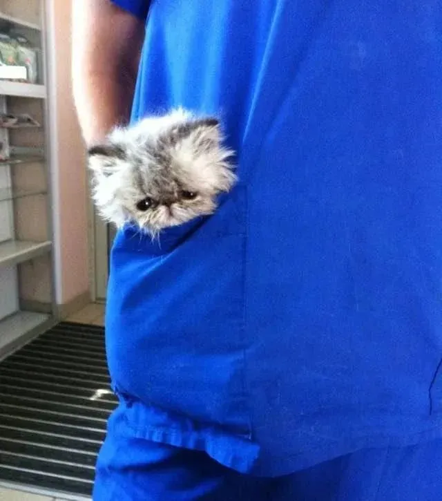 口袋小猫也太可爱了叭
