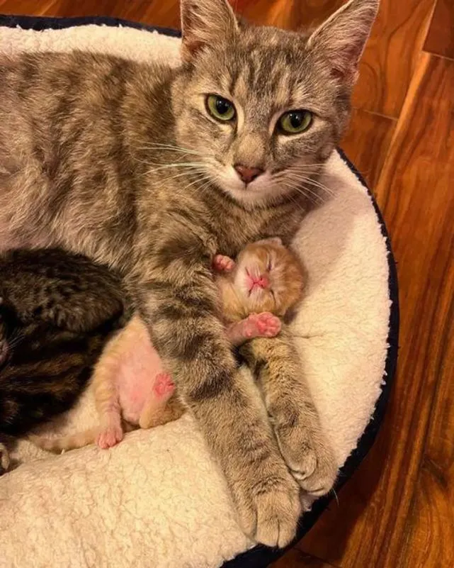 流浪猫妈妈带着三只小奶猫在树下避雨，生死一刻终于得救！