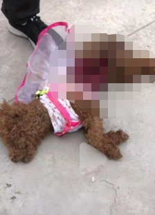 两狼狗撕咬路人咬死小狗，小狗主人哭诉：狼狗绳索经常松脱